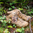 Mystery Hiking Boots Deal - Rock Rooster Footwear Inc